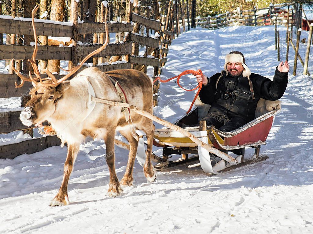 Man while reindeer sledge ride in winter Rovaniemi