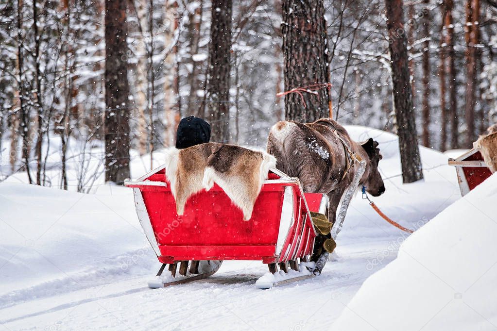 Reindeer sledge at winter Rovaniemi Finnish Lapland