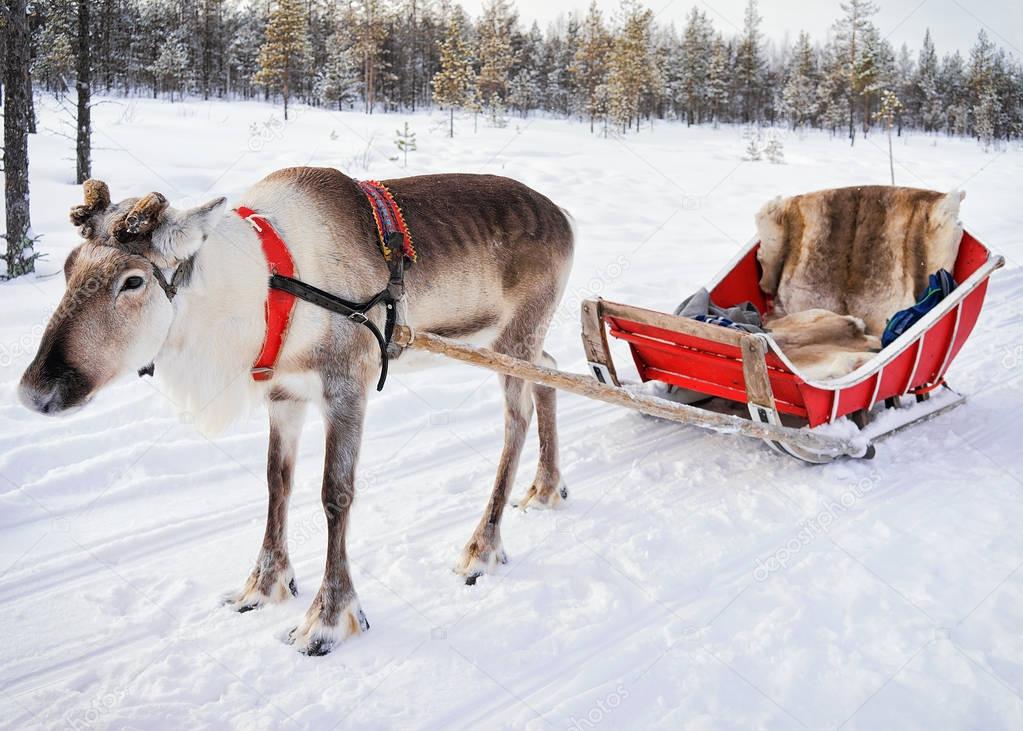 Reindeer without horn at winter farm in Finnish Lapland
