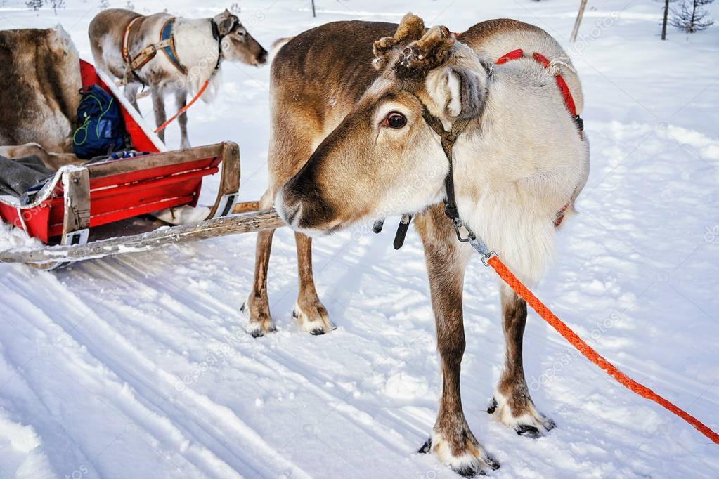 Reindeer without horns at sledge in winter Finnish Lapland