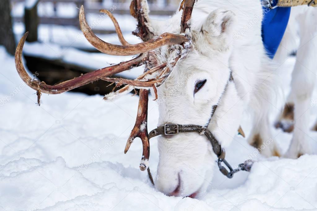 White reindeer in winter farm at Lapland Finland