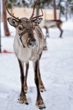 Ren geyiği Çiftliği'nde Kış Kuzey Lapland Finland içinde