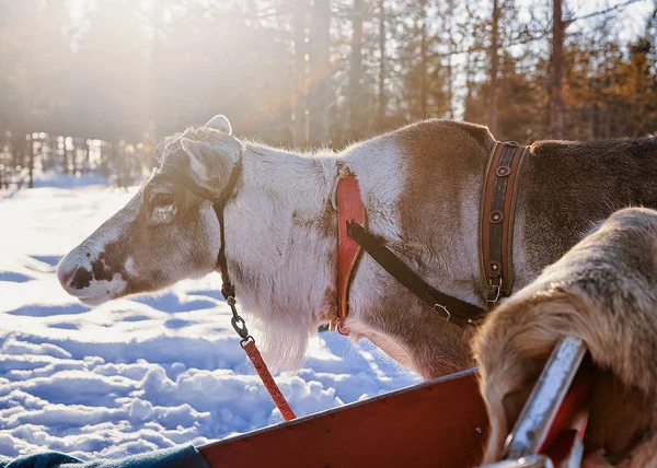 Renos con trineo en bosque de invierno en Laponia Norte de Finlandia —  Fotos de Stock