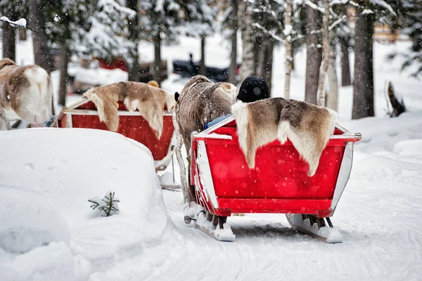 Rendier safari sleigh en mensen bos Lapland Noord-Finland — Stockfoto