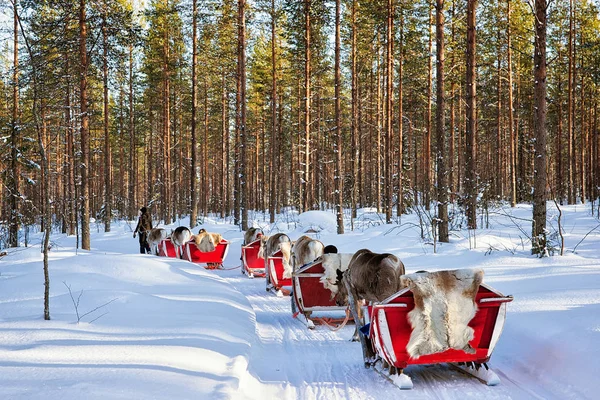 Renna slittino safari con la gente foresta Lapponia Finlandia settentrionale — Foto Stock