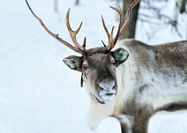 驯鹿在冬季芬兰拉普兰北部农场 — 图库照片