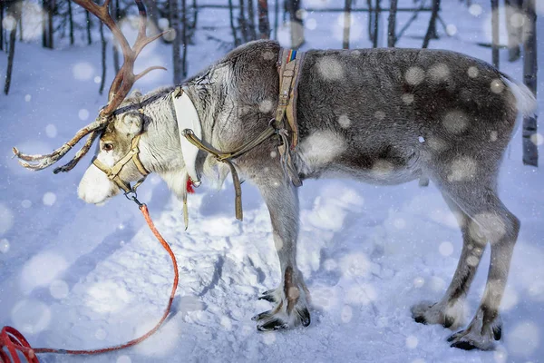 Rennes à la ferme en Laponie Chute de neige nocturne dans le nord de la Finlande — Photo