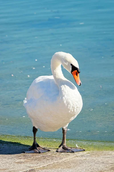 Cigno bianco all'argine del Lago Lemano a Losanna — Foto Stock