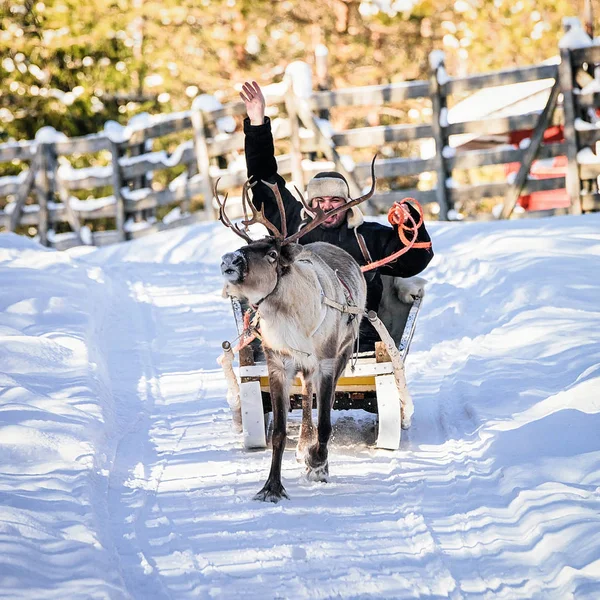 Hombre mientras pasea en trineo de renos en invierno Rovaniemi Northern Finland —  Fotos de Stock