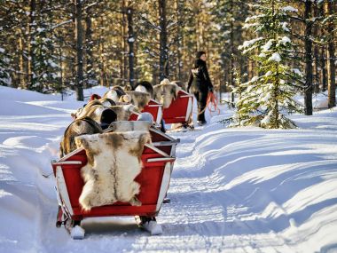 Karavan safari insanlarla halletme Ren geyiği Kuzey Lapland Finland orman