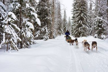 Husky köpekleri insanlar kış orman Kuzey Finlandiya atlı kızak