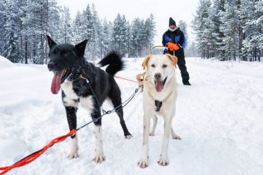 Husky adam kış orman Kuzey Finlandiya kızakta köpekler