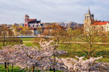 Kiraz ağacı veya sakura çiçek çiçek açan Vilnius Bahçe