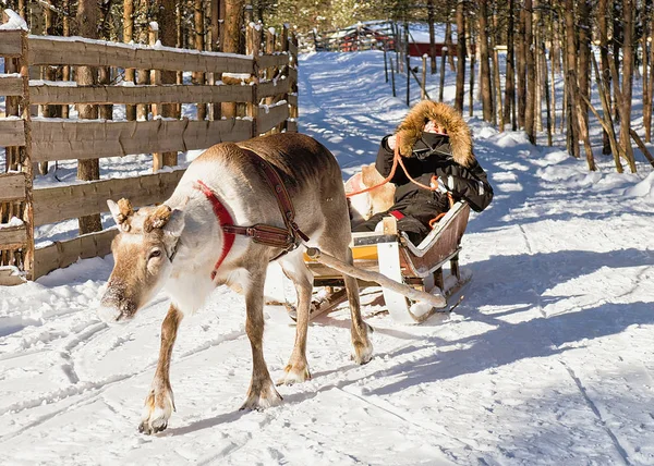 Žena, zatímco sobí sáně jízda v zimě Rovaniemi Severní Finsko — Stock fotografie