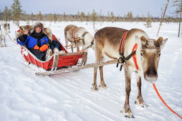 Rendieren slee caravan safari en meisje bos Lapland Noord-Finland — Stockfoto