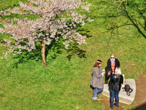 Молоді жінки чаті на Вишневе дерево або Сакура квіти сад — стокове фото