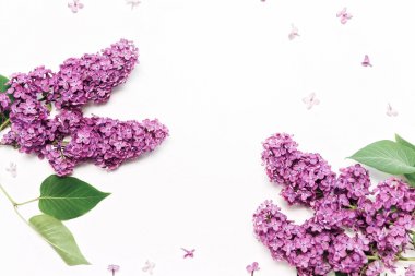 Beyaz zemin üzerine Menekşe leylak çiçek desenle