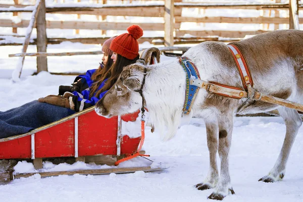 Renar släde husvagn safari med flickor skog norra Lappland — Stockfoto