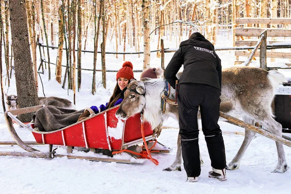 Frau setzt Schlitten auf Rentiere im Winterwald in Rovaniemi — Stockfoto