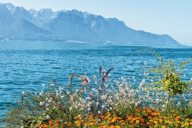 Montreux Riviera'sında Cenevre Gölü mesire, bitki çiçek