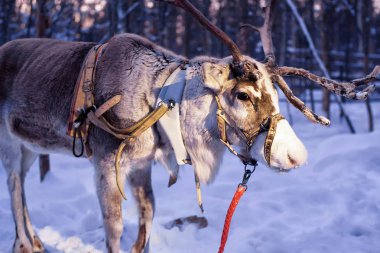Kuzey Lapland Finland akşam gruptaki Ren geyiği