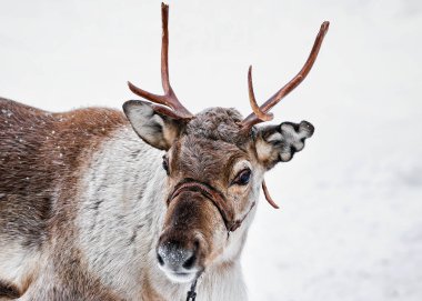 Kışın Kuzey Lapland Finland çiftlikte Ren geyiği