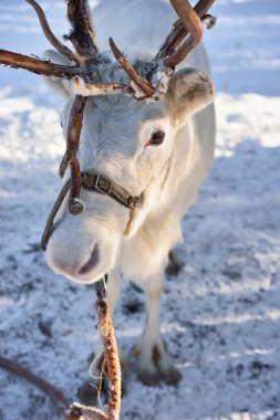 Kışın Kuzey Lapland Finland çiftliğinde beyaz Ren geyiği