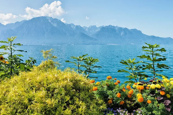 A Genfi-tó, Montreux Riviera sétányon növények virága — Stock Fotó