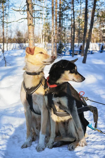 Husky perros en invierno Rovaniemi Laponia norte de Finlandia —  Fotos de Stock