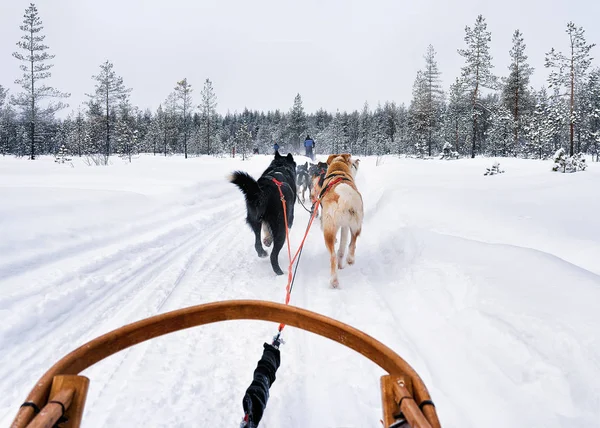 Husky honden slee in de winter bevroren bos Lapland Noord-Finland — Stockfoto