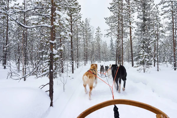 Husky perros trineos en congelado invierno bosque Laponia norte de Finlandia —  Fotos de Stock