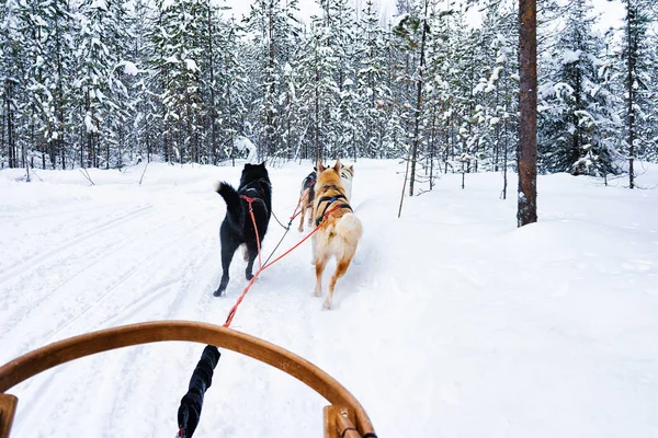 Husky köpekleri kızakları donmuş kış orman Kuzey Lapland Finland — Stok fotoğraf