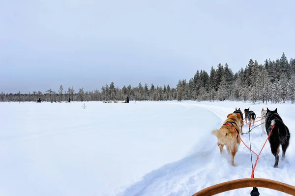 Husky perros trineos en congelado invierno lago Laponia norte de Finlandia —  Fotos de Stock