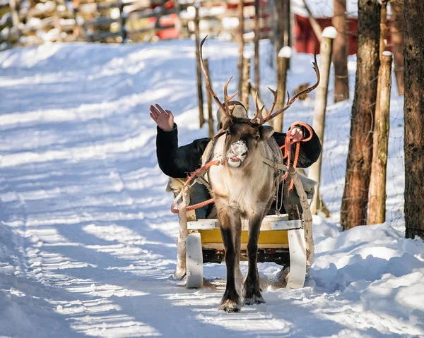 Man op rendieren slee ride in winter Rovaniemi Noord-Finland — Stockfoto