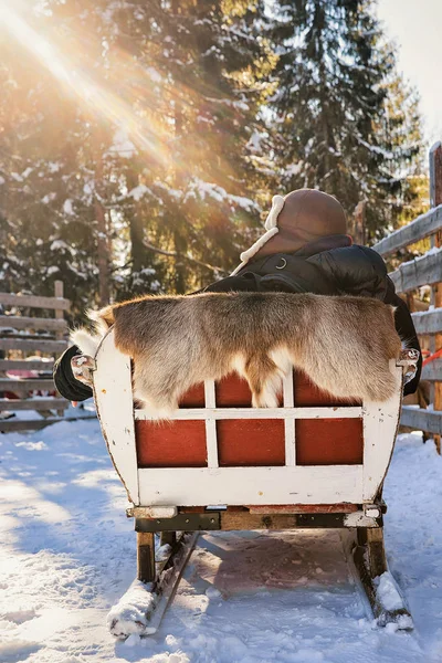 Man op rendieren slee rijden in de winter Rovaniemi Noord-Finland — Stockfoto