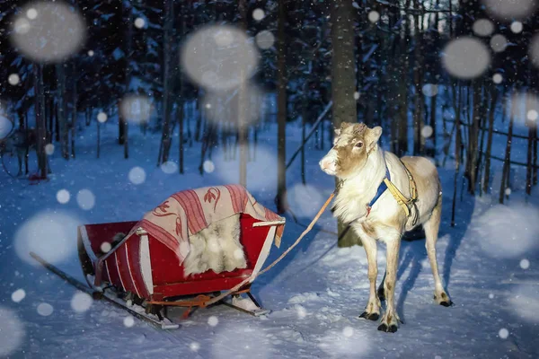 Reindeer and sledge at night safari Lapland Northern Finland snowfall — Stock Photo, Image