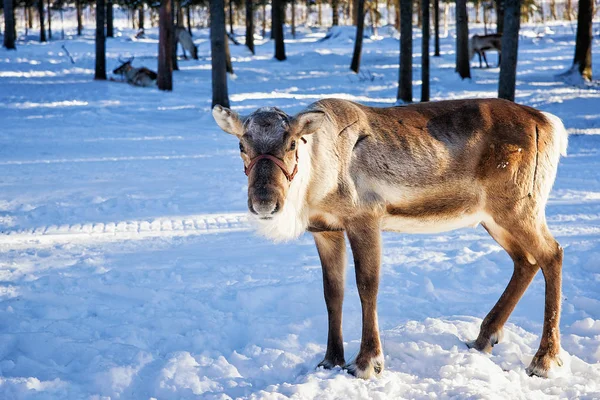 Renos en la granja en invierno Norte de Finlandia —  Fotos de Stock