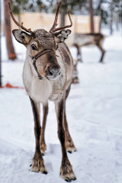 Renos en granja en invierno Laponia Norte de Finlandia —  Fotos de Stock