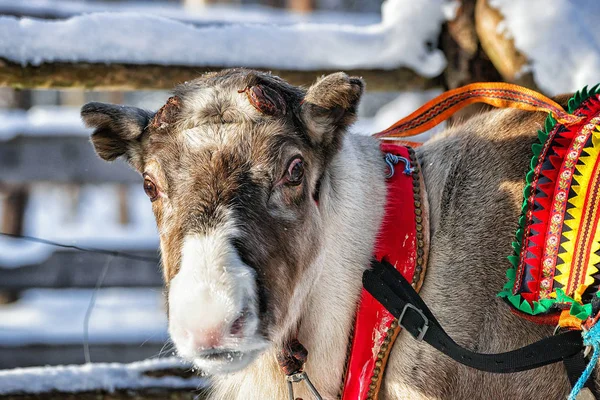 Renas no inverno da fazenda Lapônia Norte da Finlândia — Fotografia de Stock