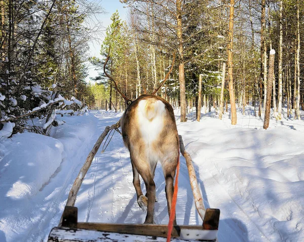 Paseo en trineo de renos en invierno Rovaniemi Norte de Finlandia —  Fotos de Stock