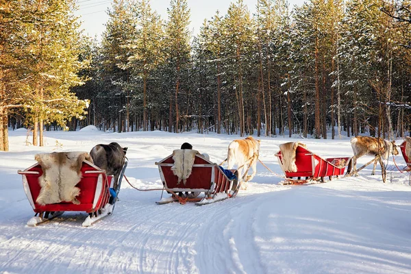 Reindeer sleigh safari with people forest Lapland Northern Finland — Stock Photo, Image