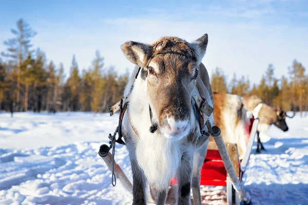 Renos con trineo en el bosque de invierno en Laponia Norte de Finlandia —  Fotos de Stock