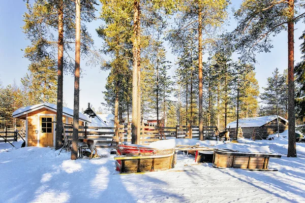 Renna in inverno Fattoria Rovaniemi Lapponia Finlandia settentrionale — Foto Stock