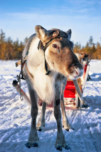 Renna con slitta nella foresta invernale della Lapponia Finlandia settentrionale — Foto Stock