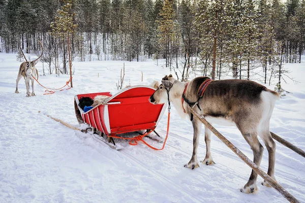 Reindeers with sleigh at winter forest in Lapland Northern Finland — Stock Photo, Image