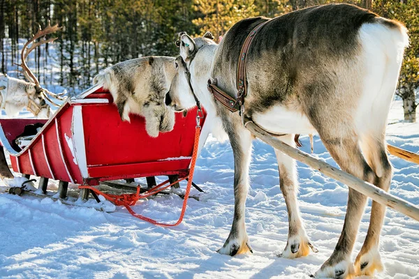 Renas com trenó na floresta de inverno na Lapônia Norte da Finlândia — Fotografia de Stock