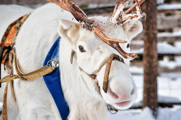 Reno blanco en granja en invierno Laponia Norte de Finlandia —  Fotos de Stock