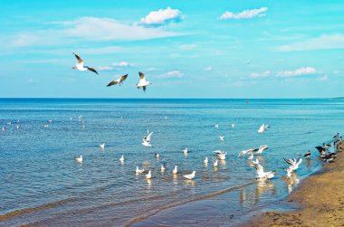 Jurmala tatil Baltık denizde martılar sürüsü