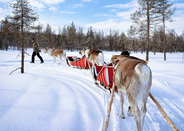 Ren geyiği karavan safari kızak ve insanlar Kuzey Lapland Finland orman — Stok fotoğraf