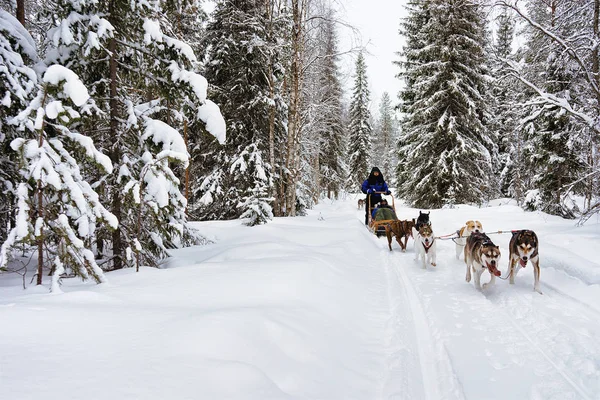 Husky köpekleri insanlar kış orman Kuzey Finlandiya atlı kızak — Stok fotoğraf